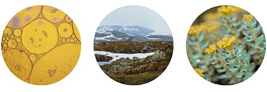 FJORDIL Rhodiola Rosea kapsule, 90 kapsul