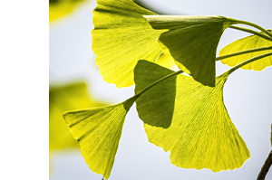 GINKGO BILOBA-1A Pharma 120 mg filmsko obložene tablete, 60 kosov