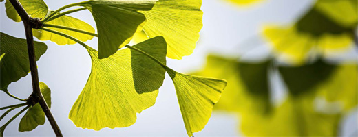 GINKGO BILOBA-1A Pharma 120 mg filmsko obložene tablete, 60 kosov