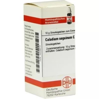 CALADIUM seguinum C 30 globul, 10 g
