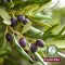 Plantana Olive Care kopel za prhanje z organsko oljko, 500 ml